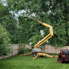 Best Tree Preservation Services  in Claryville, KY