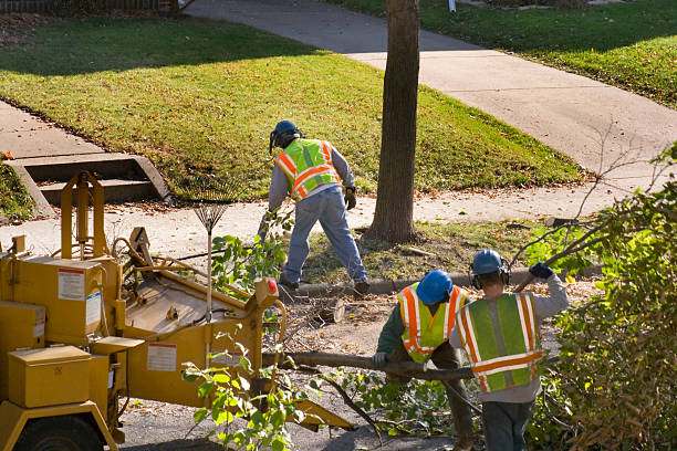 Best Stump Grinding and Removal  in Claryville, KY