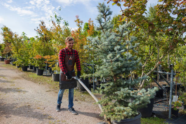 Best Tree Disease Treatment  in Claryville, KY